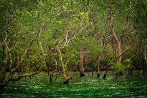 Swallowed by Water, in the Sundarbans There Is Nowhere Else to Go